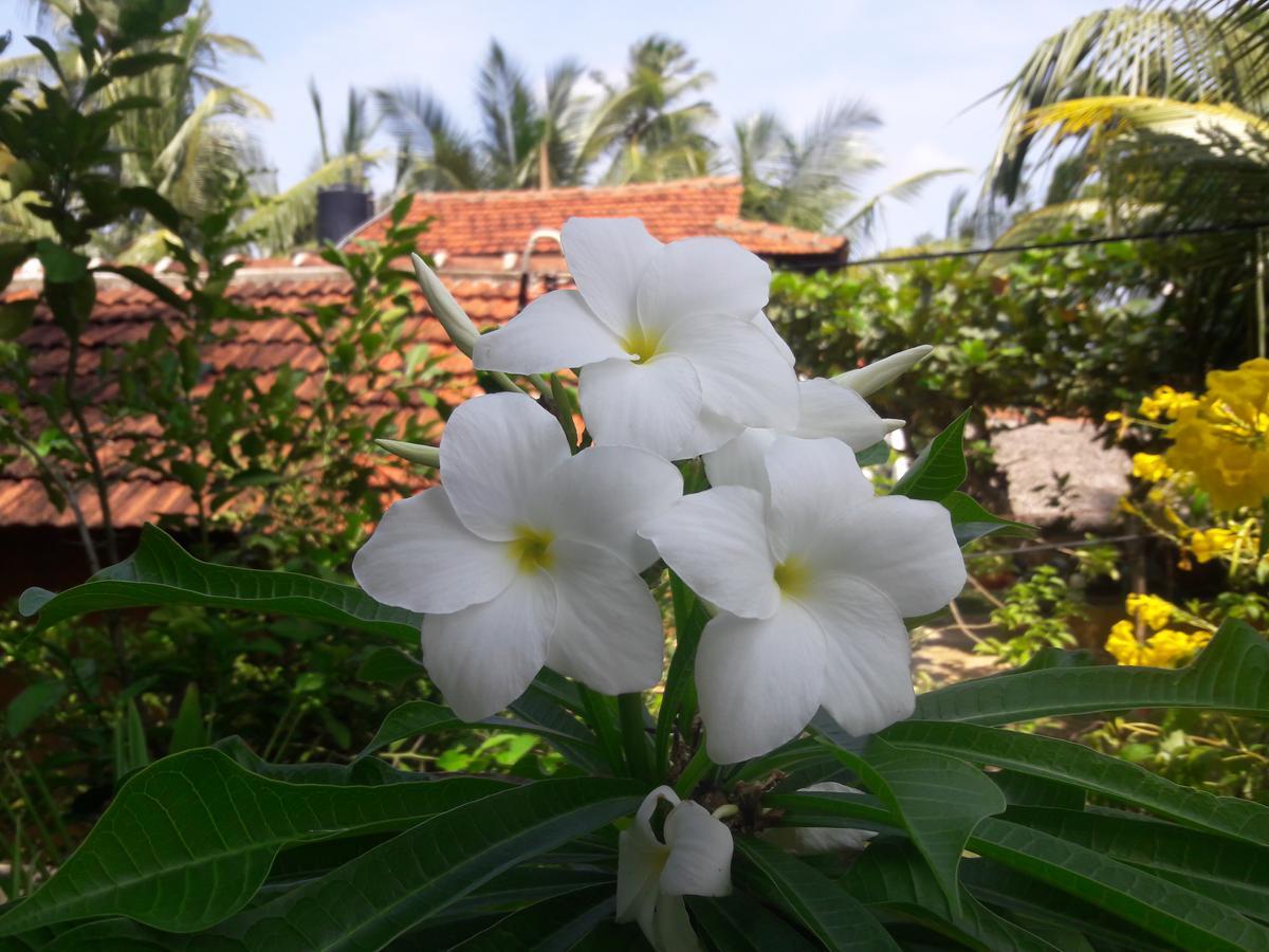 Natural Cabanas Kanattegoda Zewnętrze zdjęcie